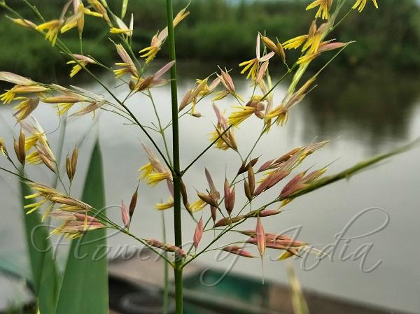 Zizania latifolia - Manchurian Wild Rice